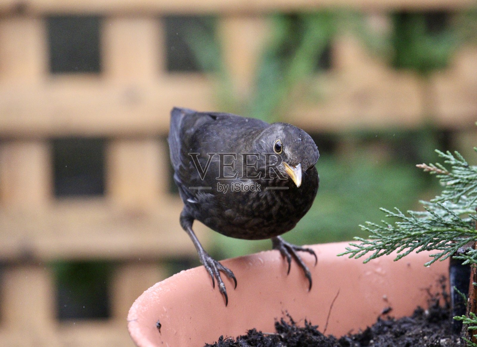 雌性黑鸟照片摄影图片