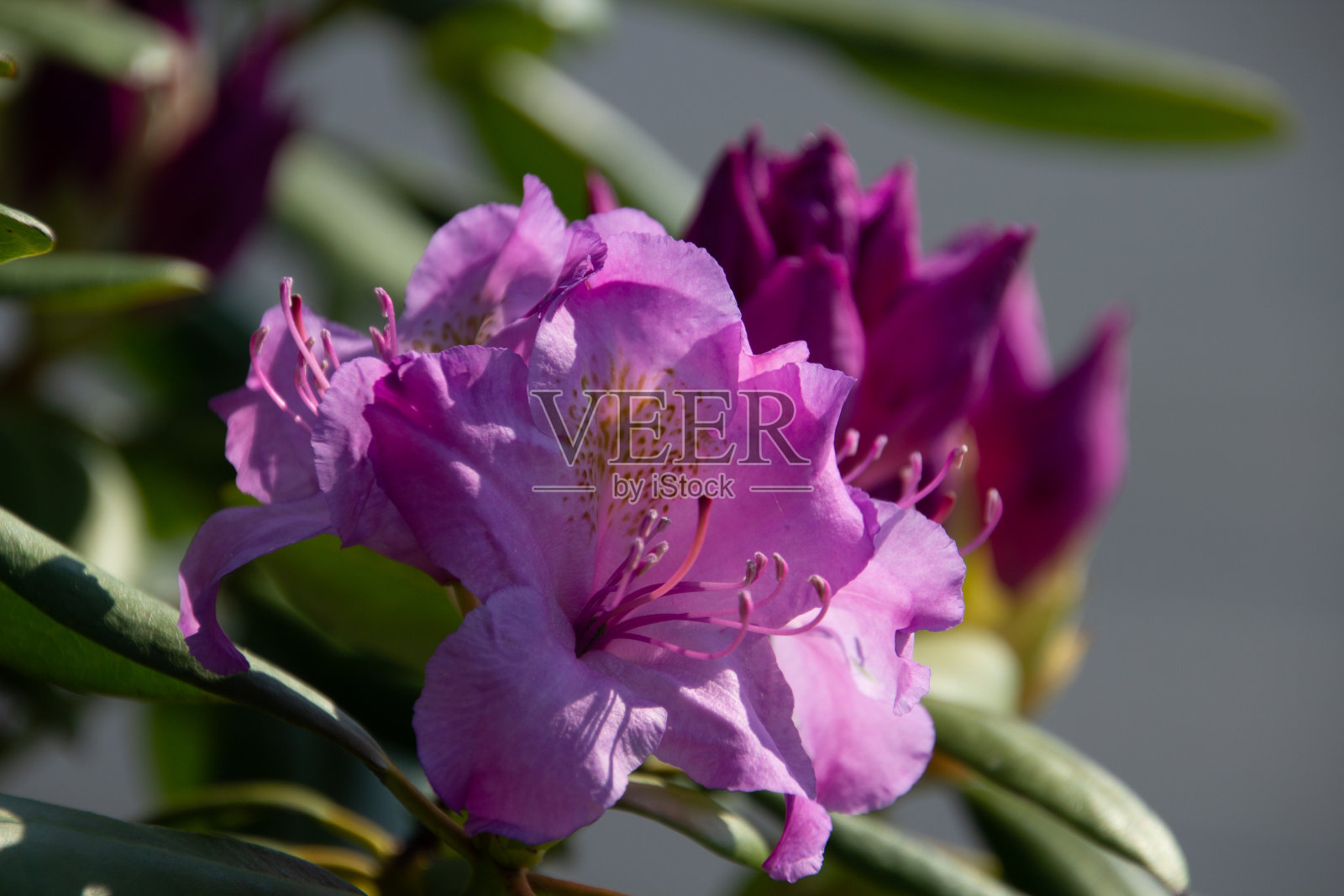 春天的花朵照片摄影图片