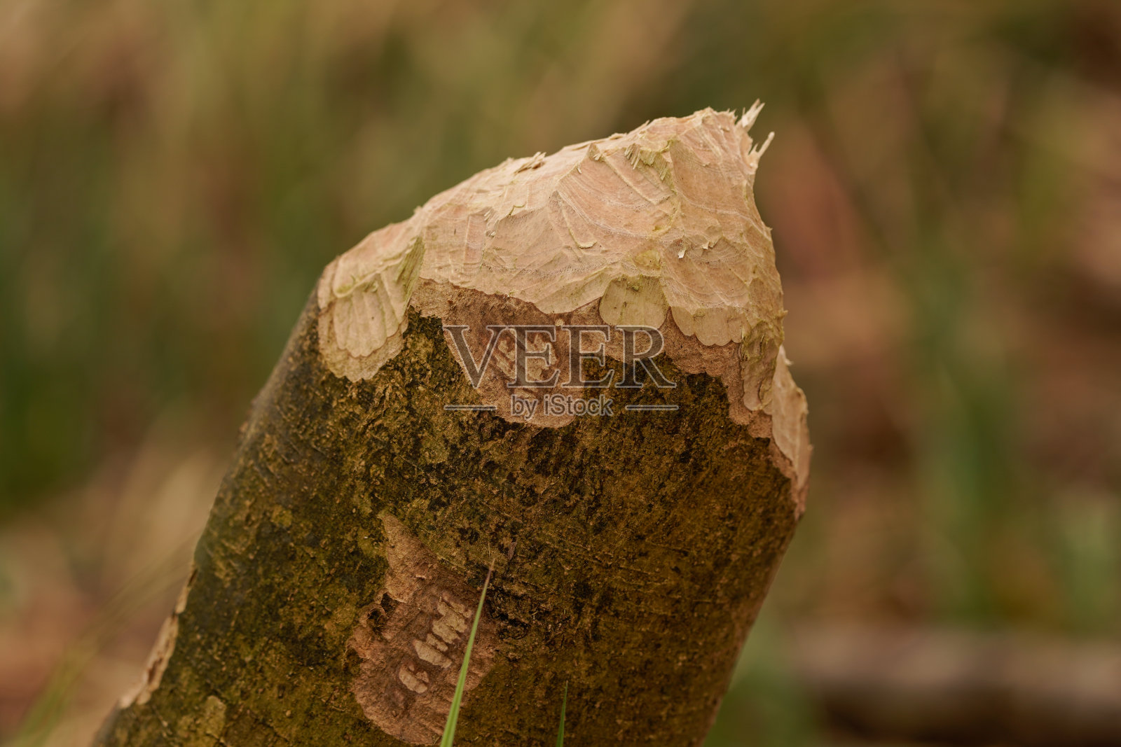 海狸牙印照片摄影图片