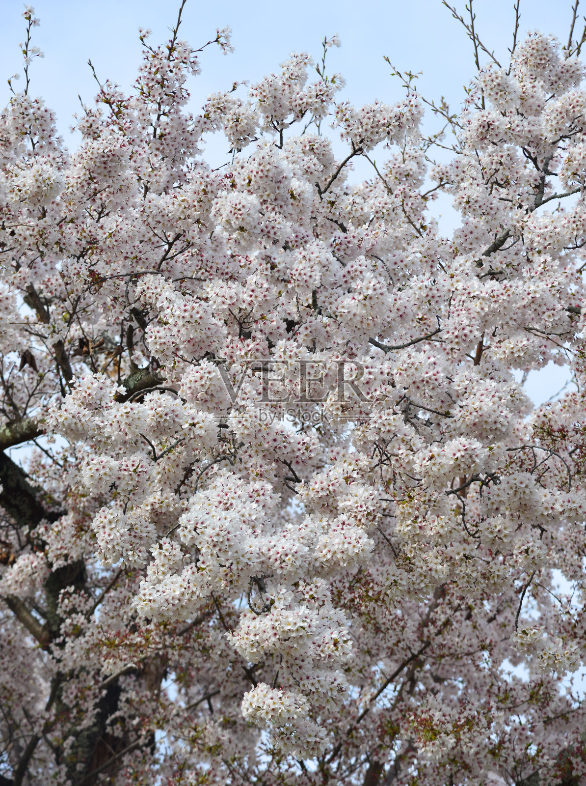 日本京都的樱花照片摄影图片