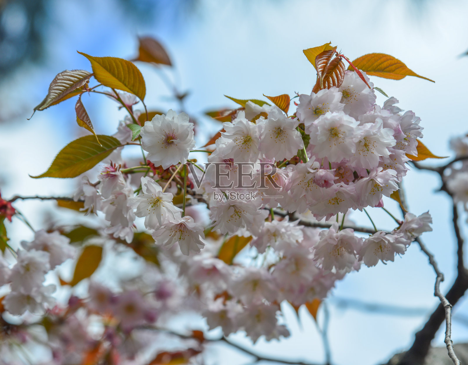 日本奈良的樱花照片摄影图片