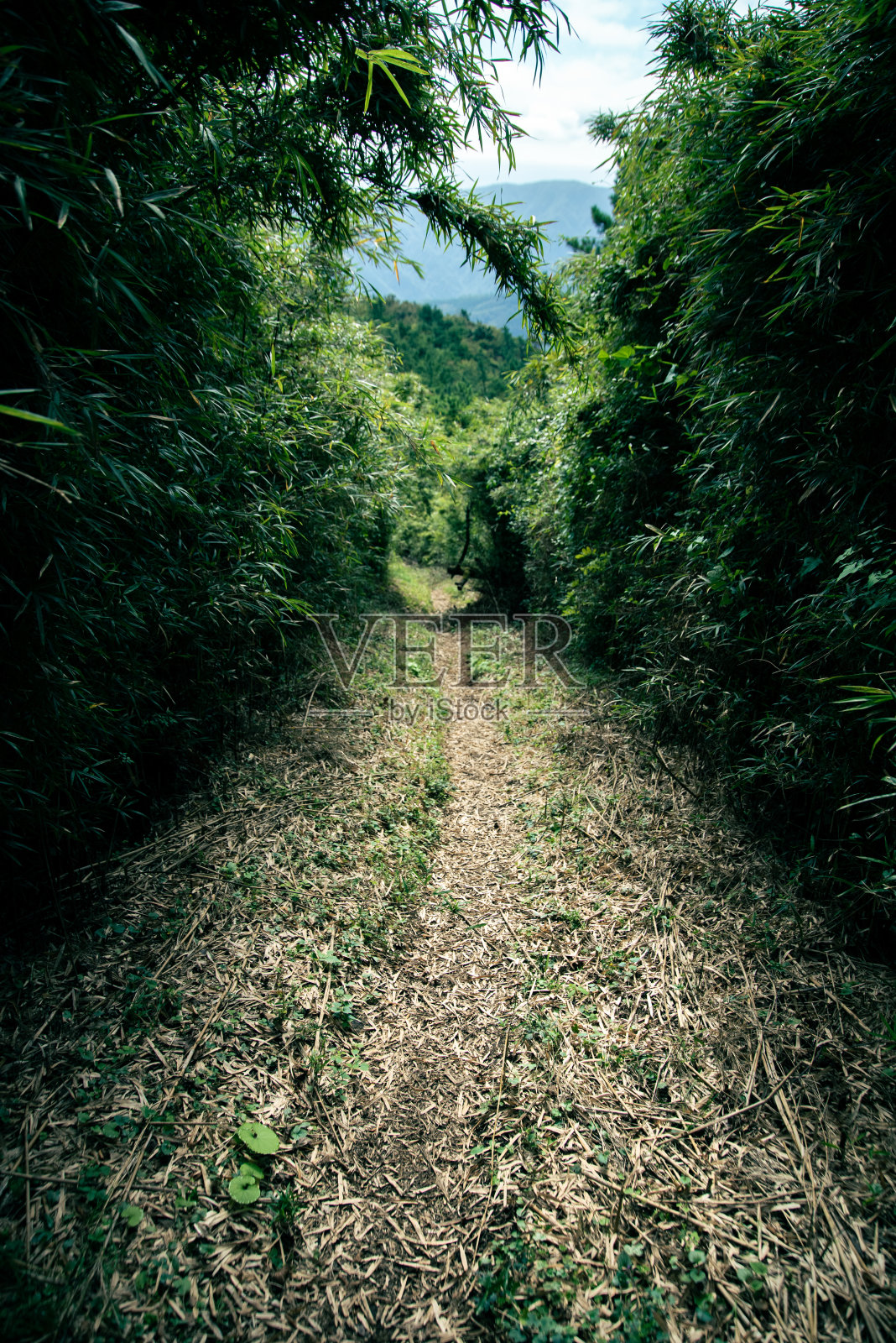 小径被高大的竹子环绕照片摄影图片