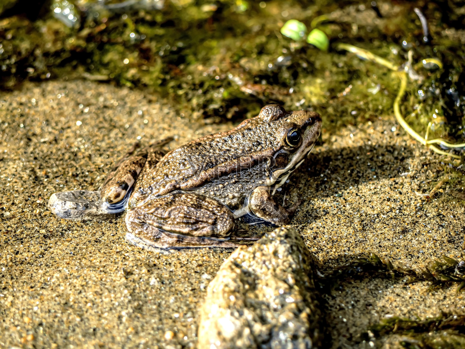 夏天，一只普通的青蛙坐在湖边的沙滩上照片摄影图片