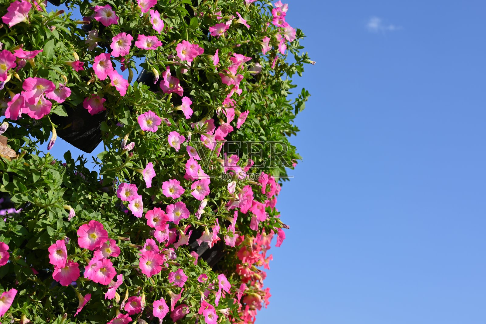 美丽的粉红色花园和蓝天照片摄影图片