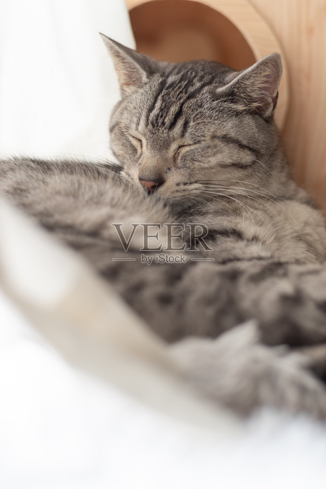 睡觉的猫照片摄影图片