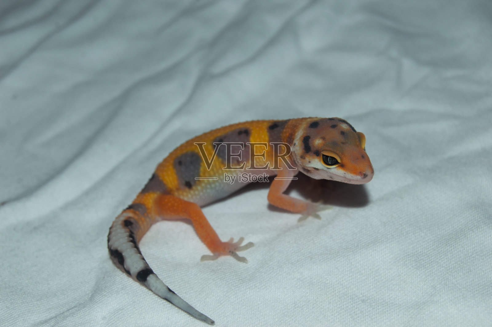 豹壁虎是白色背景上的橙色照片摄影图片