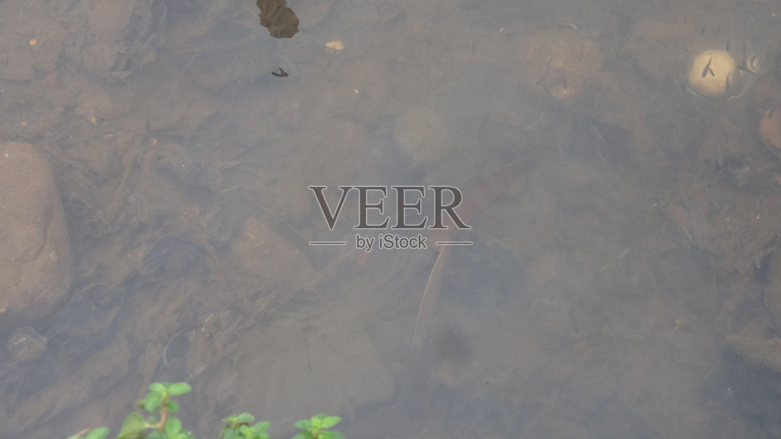 一群野生孔雀鱼在浅水中逆流而游照片摄影图片