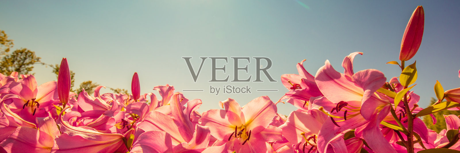 盛开的玫瑰百合映衬着蓝天。水平的旗帜照片摄影图片