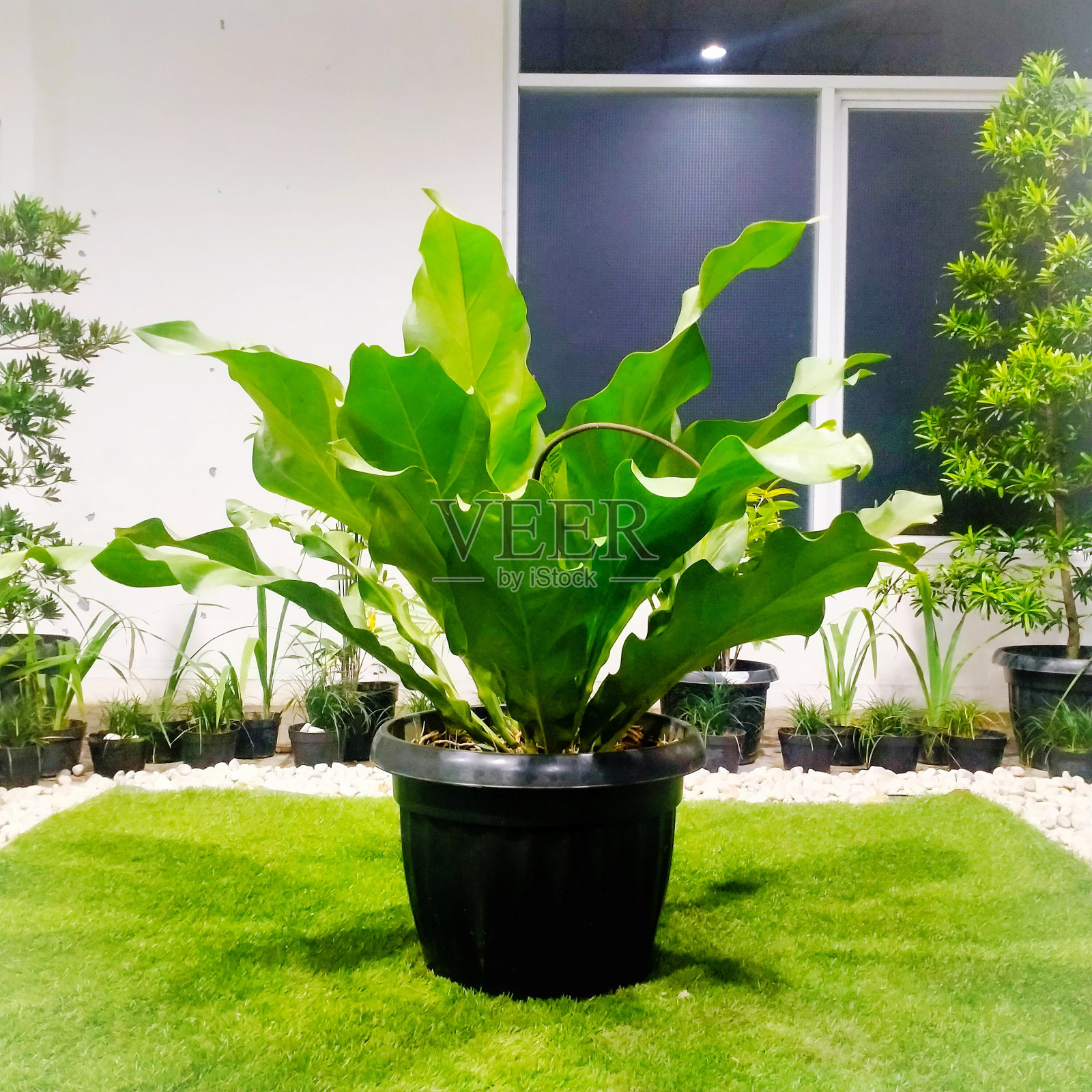 在室内观赏时非常美丽的观赏植物照片摄影图片