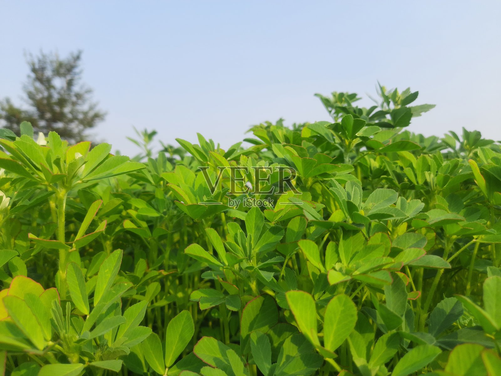 蔬菜园内胡芦巴植物。照片摄影图片