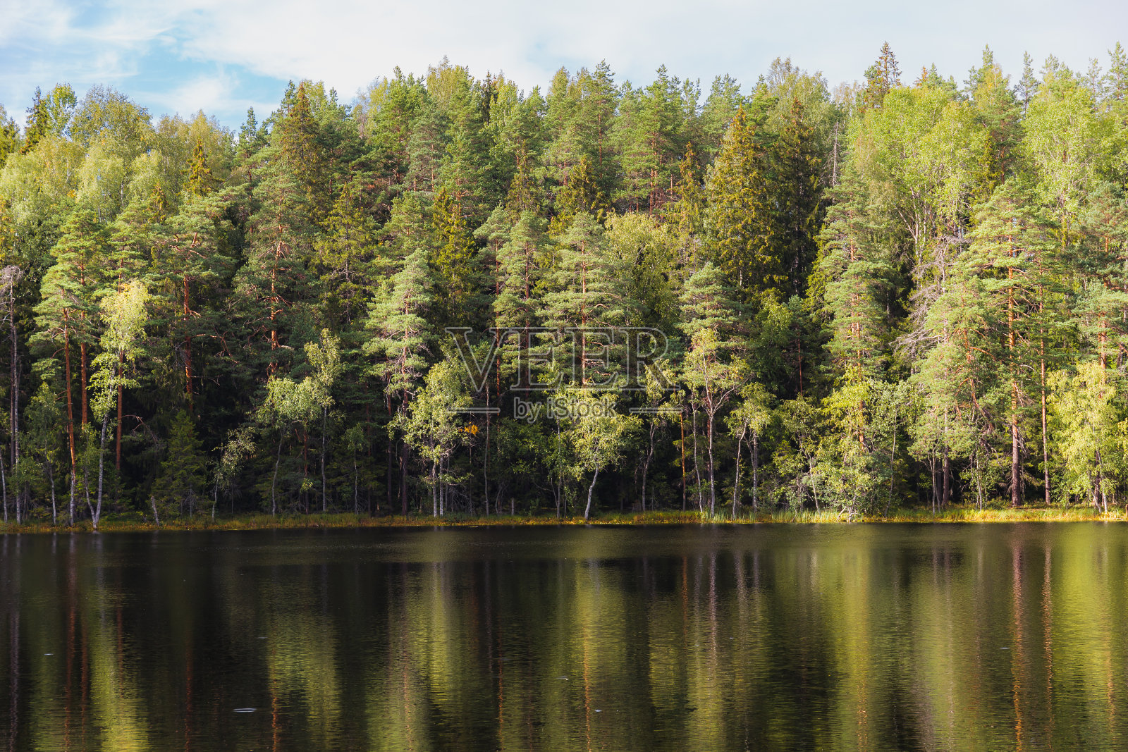 被松林环绕的池塘。夏天的一天。照片摄影图片
