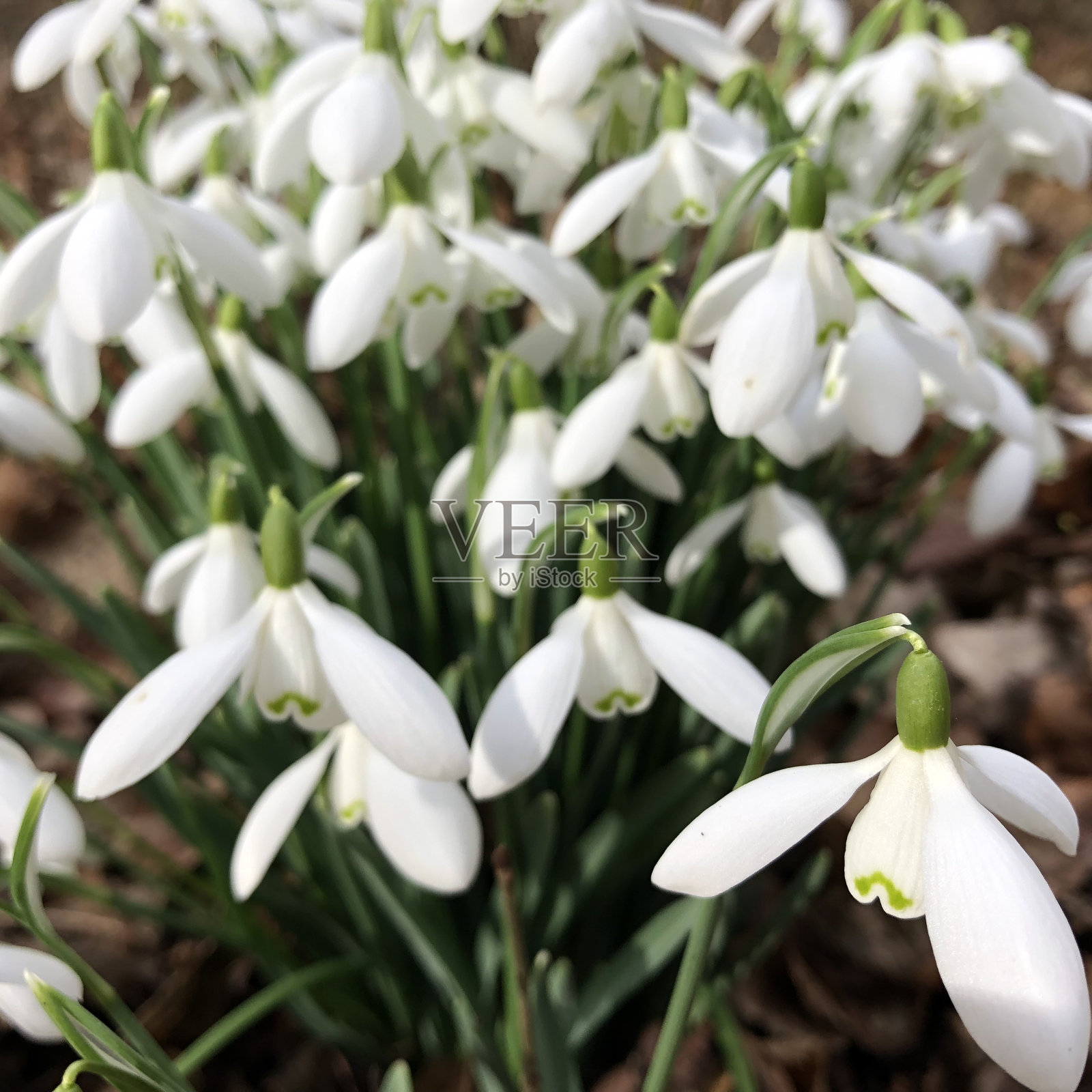 雪花莲照片摄影图片