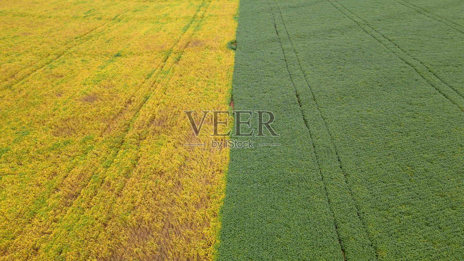 红色土路鸟瞰图与大豆种植园与绿色和黄色部分。照片摄影图片