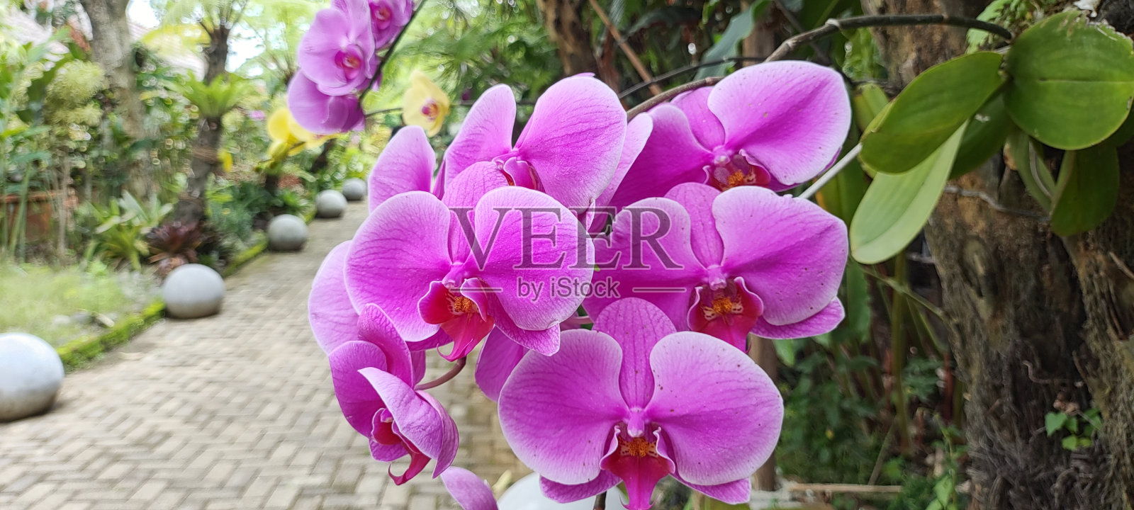 花兰照片摄影图片