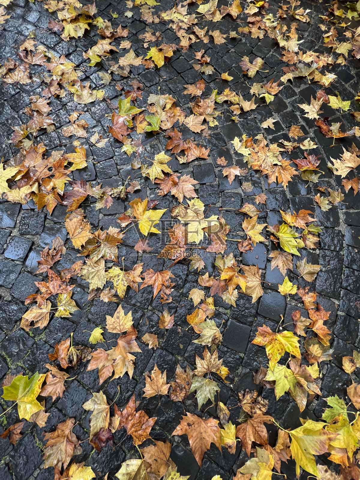 公园里地上的枯叶照片摄影图片