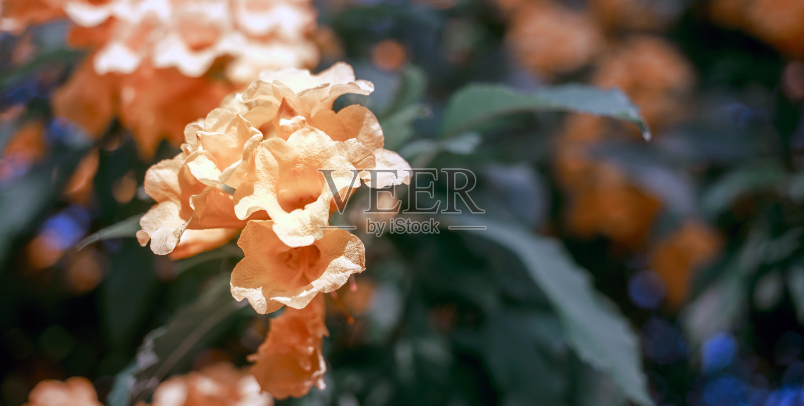 黄色接骨木花或喇叭花，在亚洲冬季开放照片摄影图片