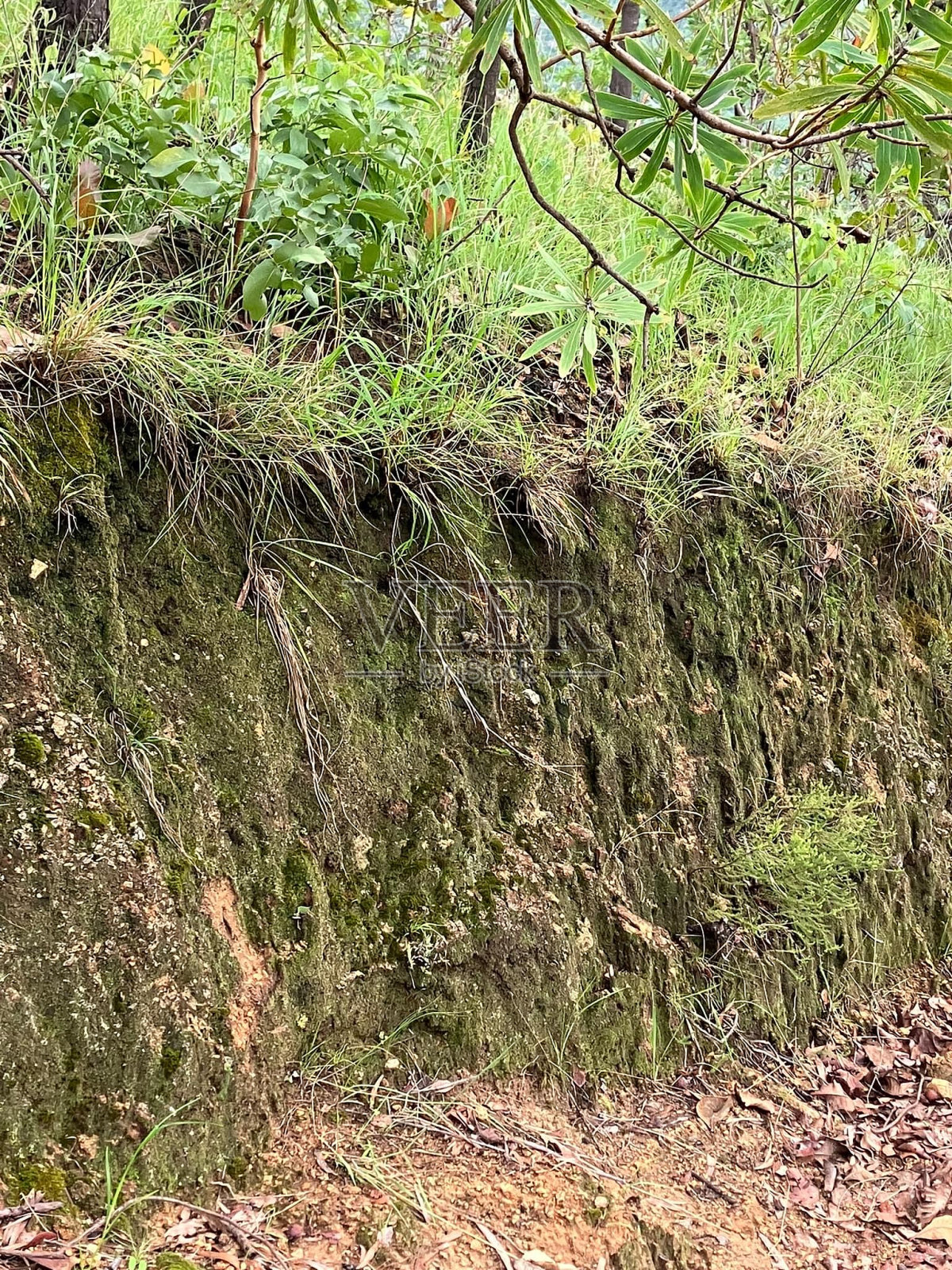 好奇的照片摄影图片