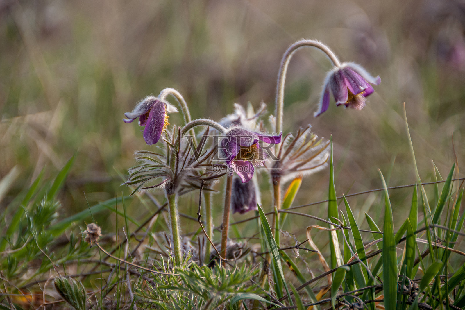 春天的花朵在田野里盛开照片摄影图片