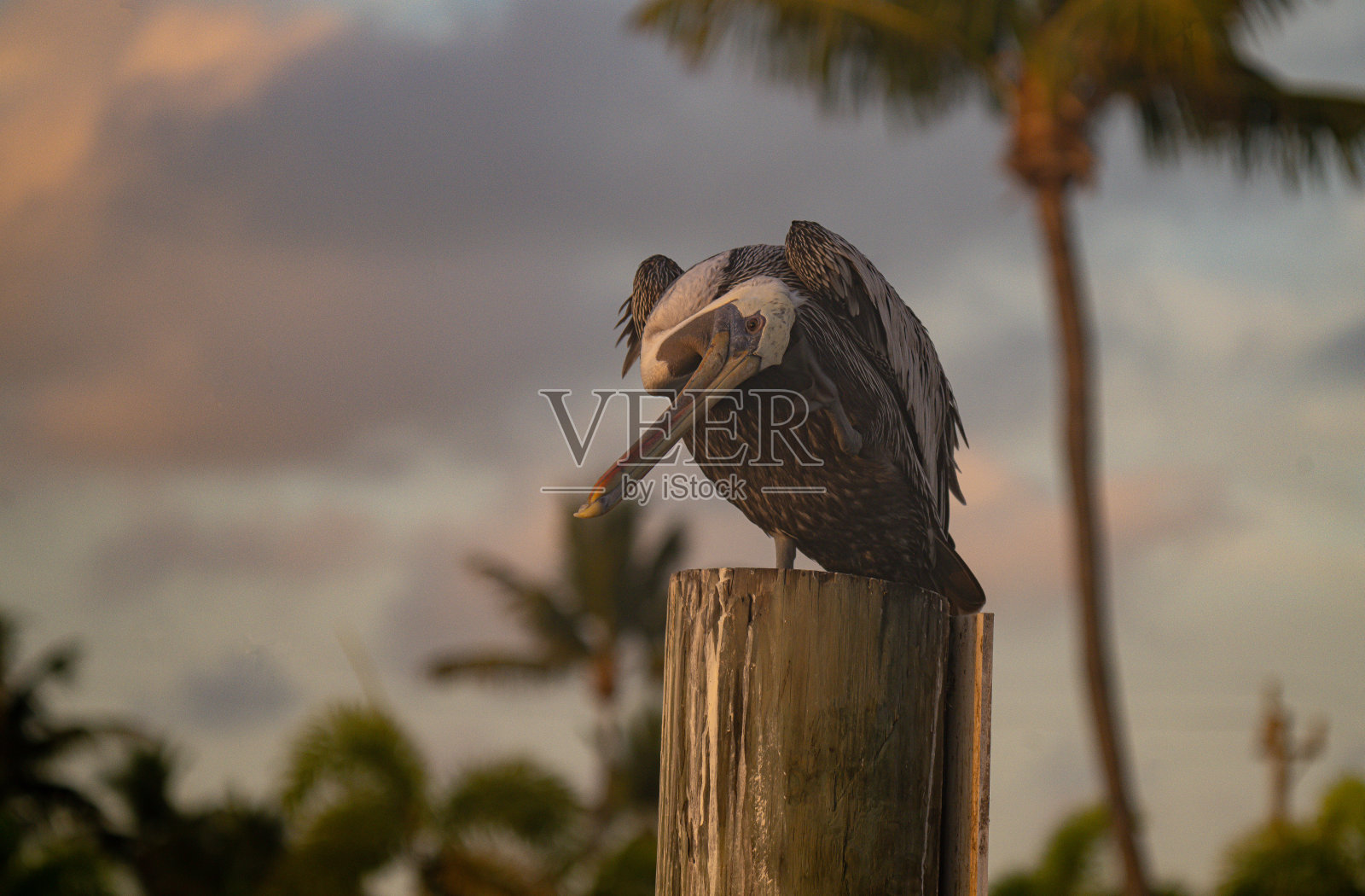 野生鹈鹕照片摄影图片