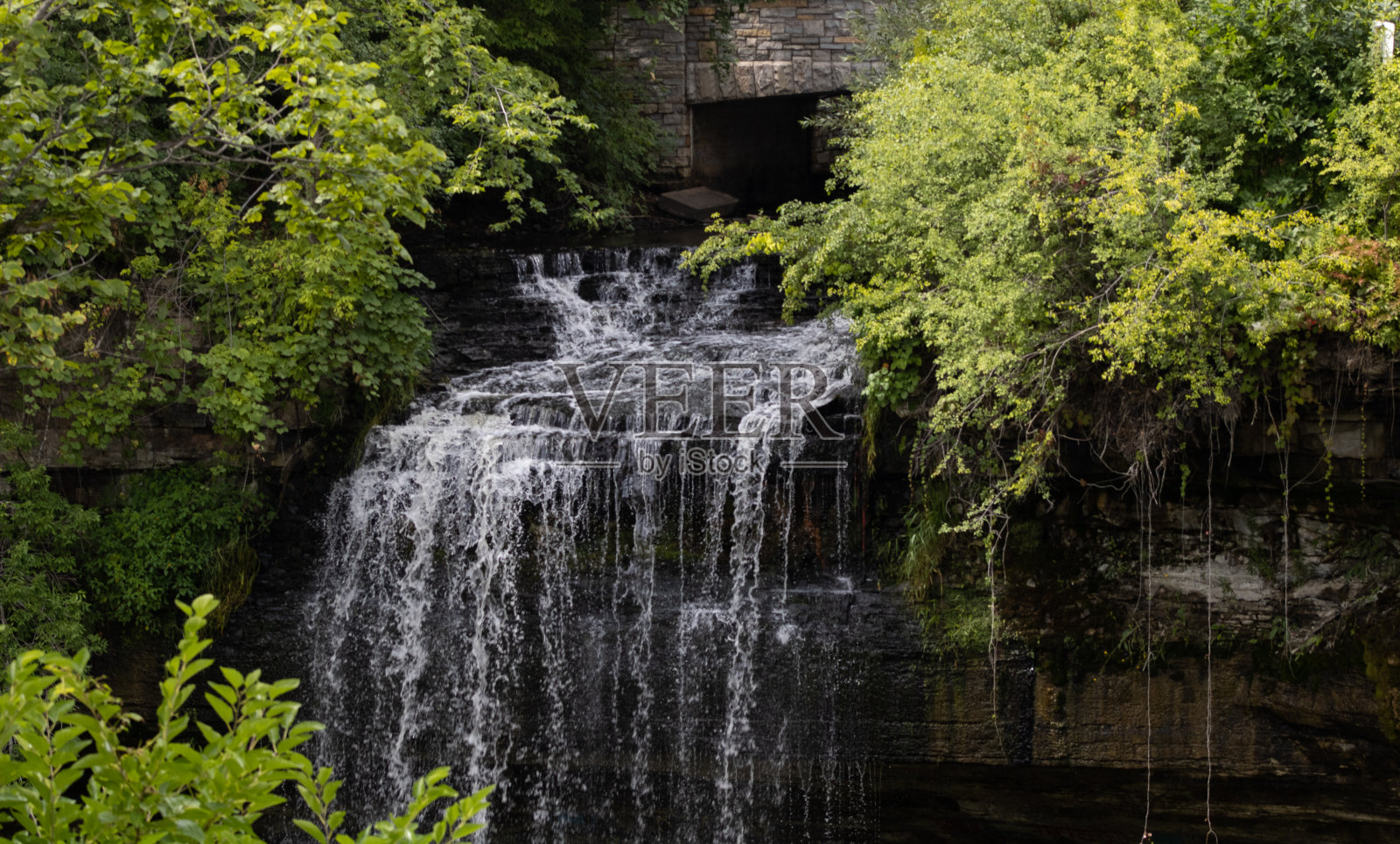 落在树间照片摄影图片