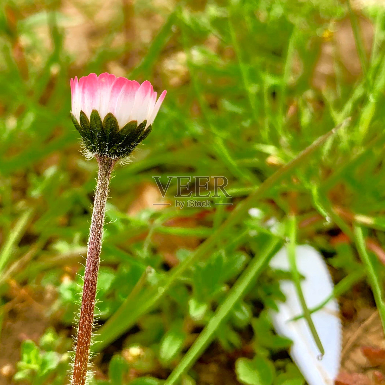 自然亚琛照片摄影图片