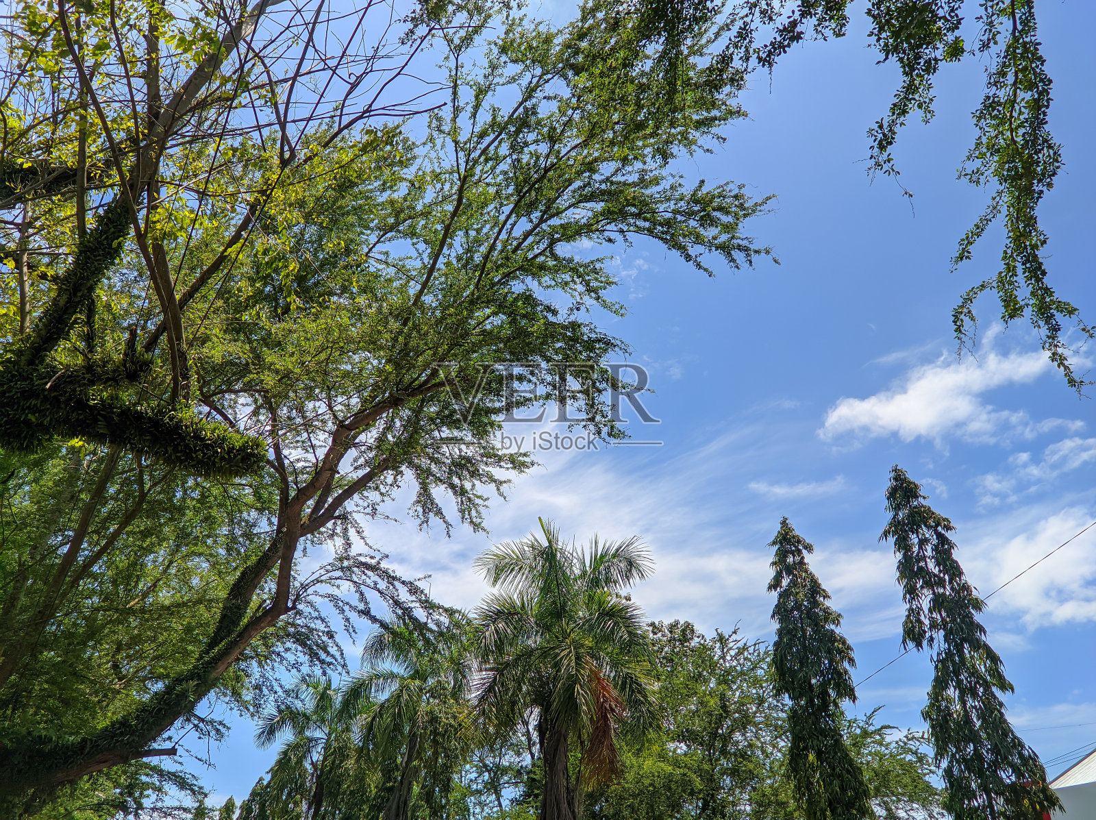 全景:苍翠苍翠的蓝天:大自然之美照片摄影图片