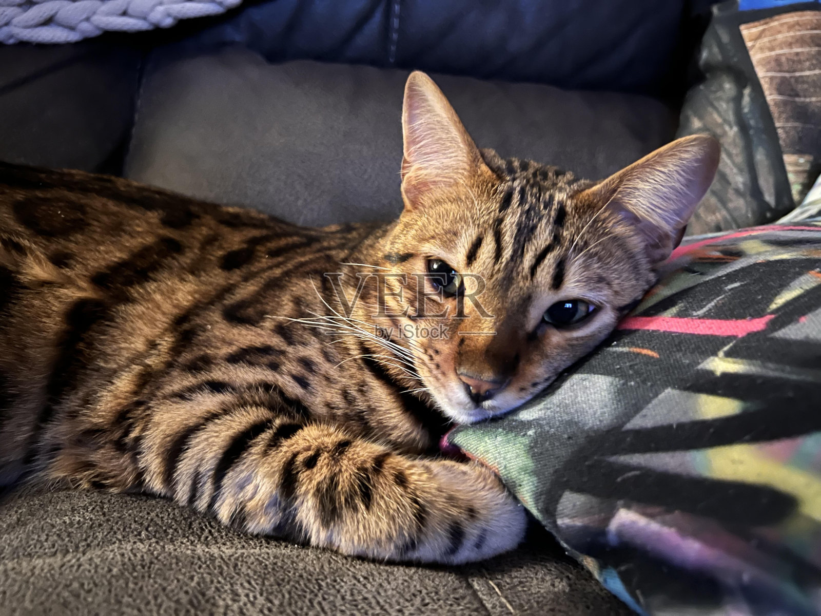 希罗很困照片摄影图片