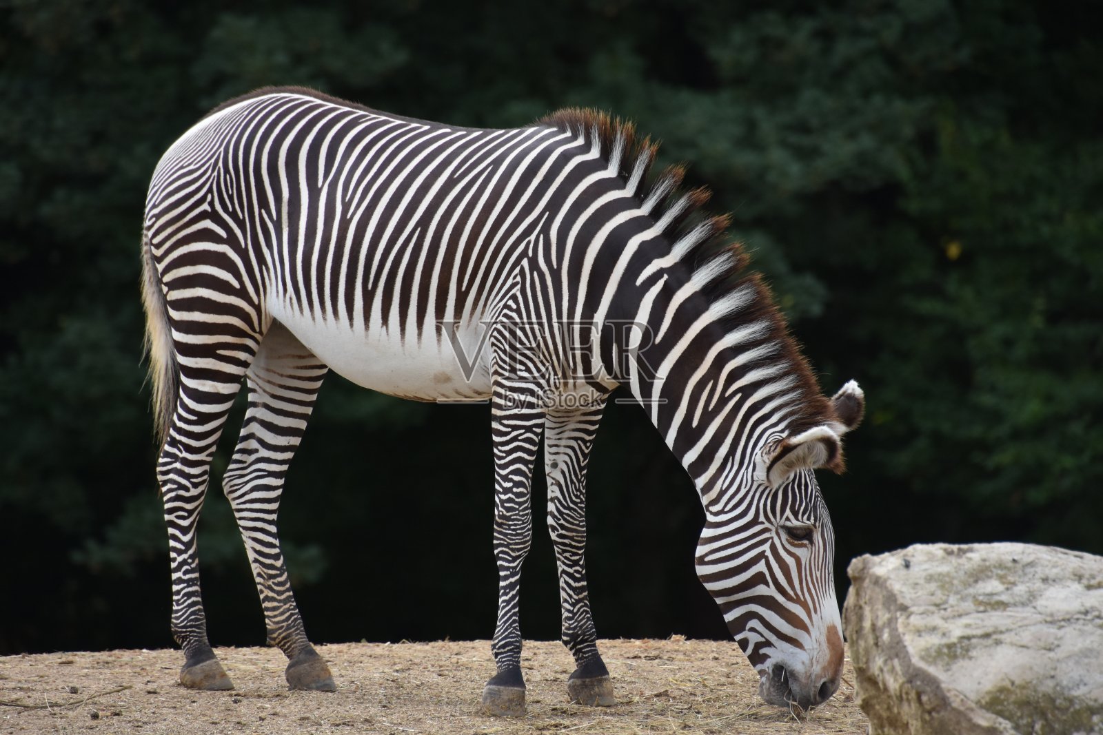 一只斑马靠近一块石头照片摄影图片