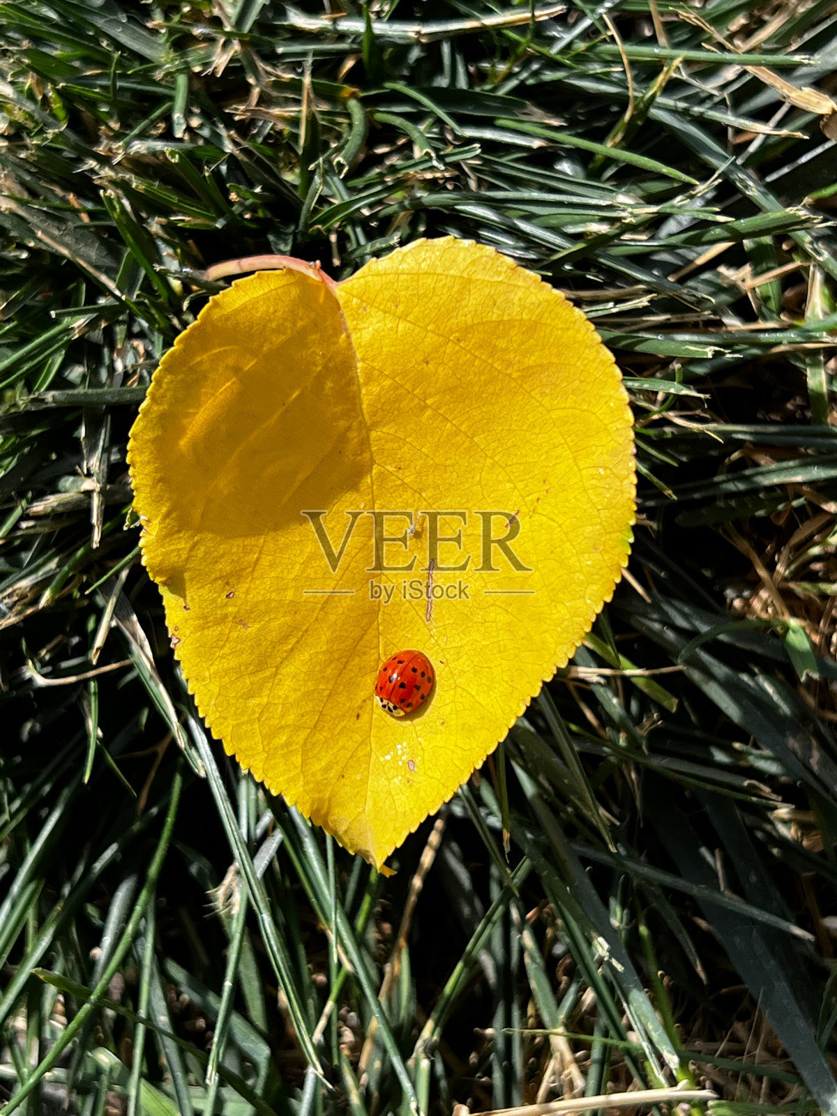 黄色的照片摄影图片