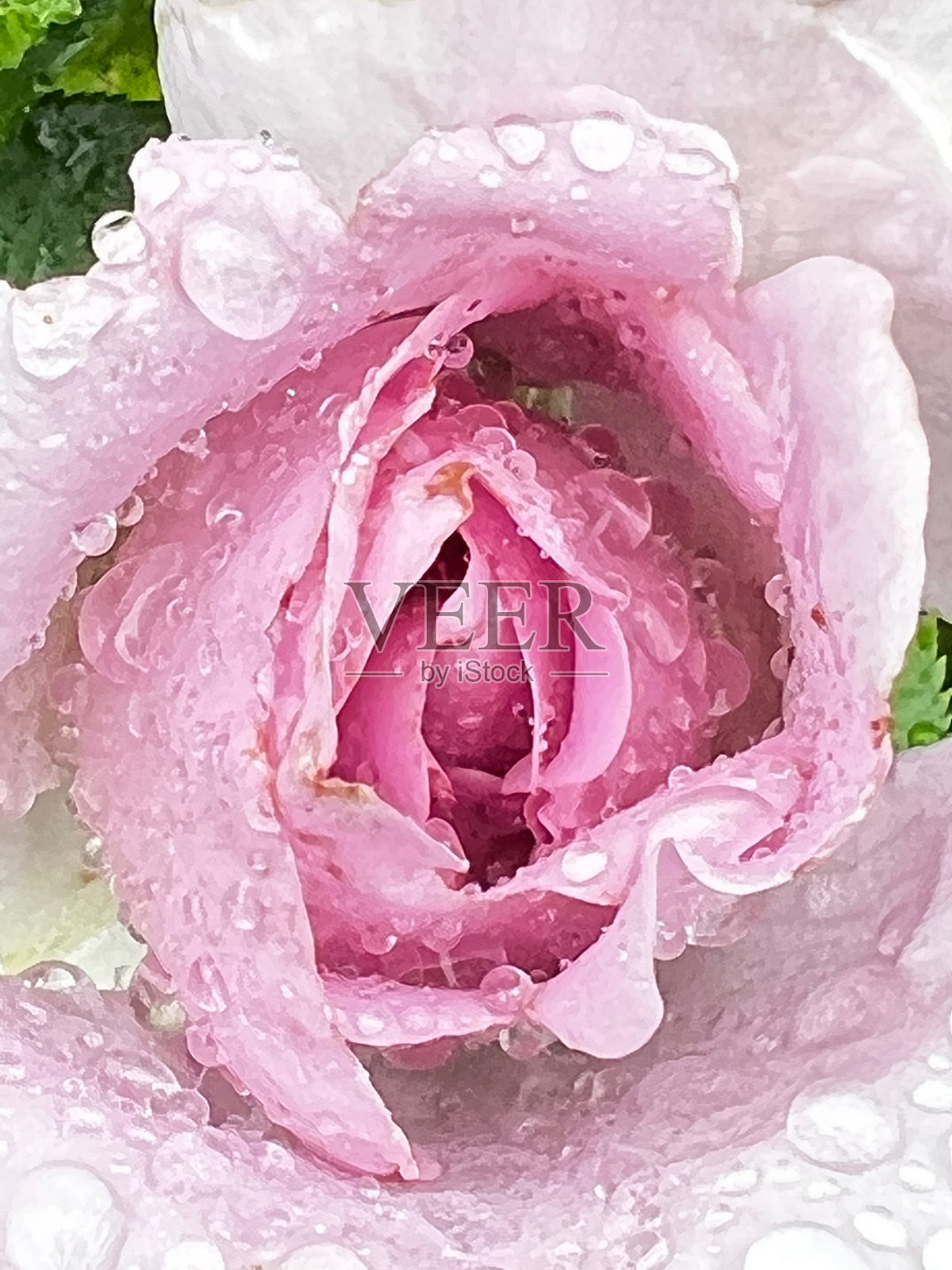 粉红色的照片摄影图片