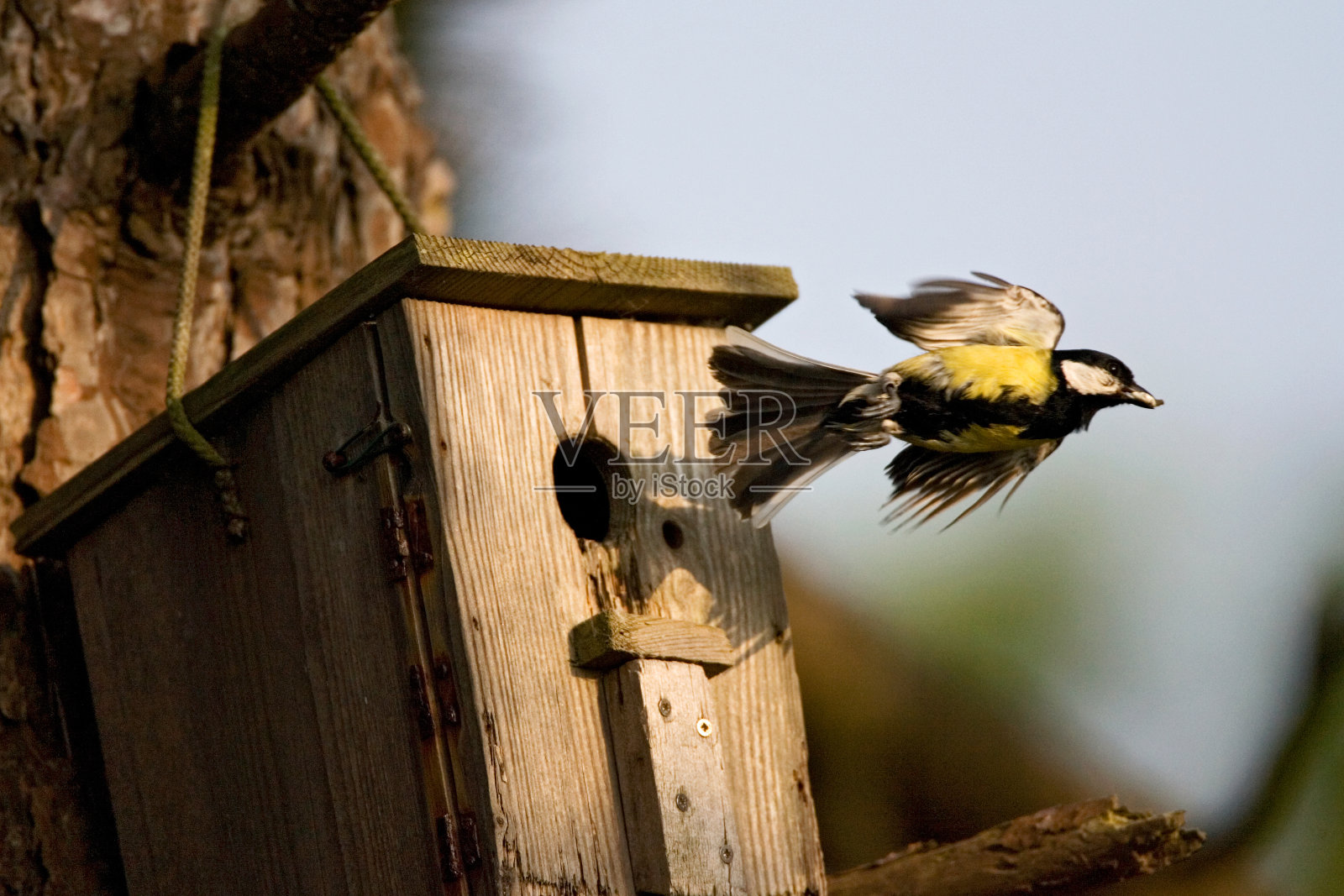 库尔米斯，大山雀，大帕鲁斯照片摄影图片