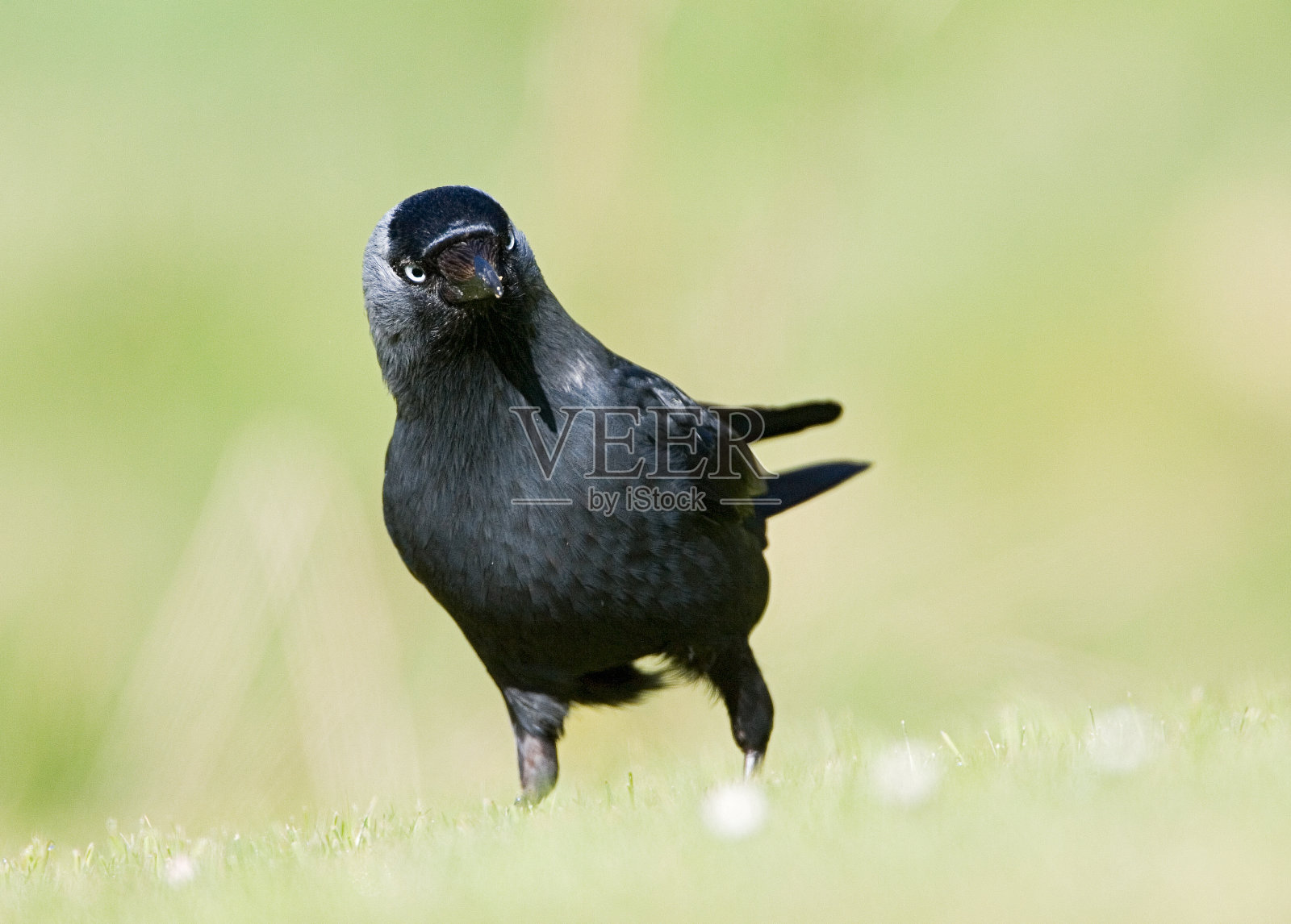 普通的杰克兔，考夫，花花公子照片摄影图片