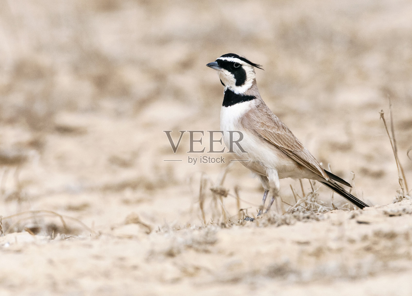 特明克云雀照片摄影图片