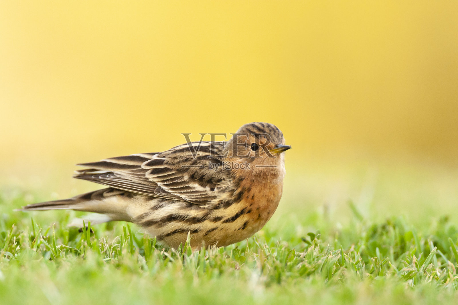 红喉鹨照片摄影图片