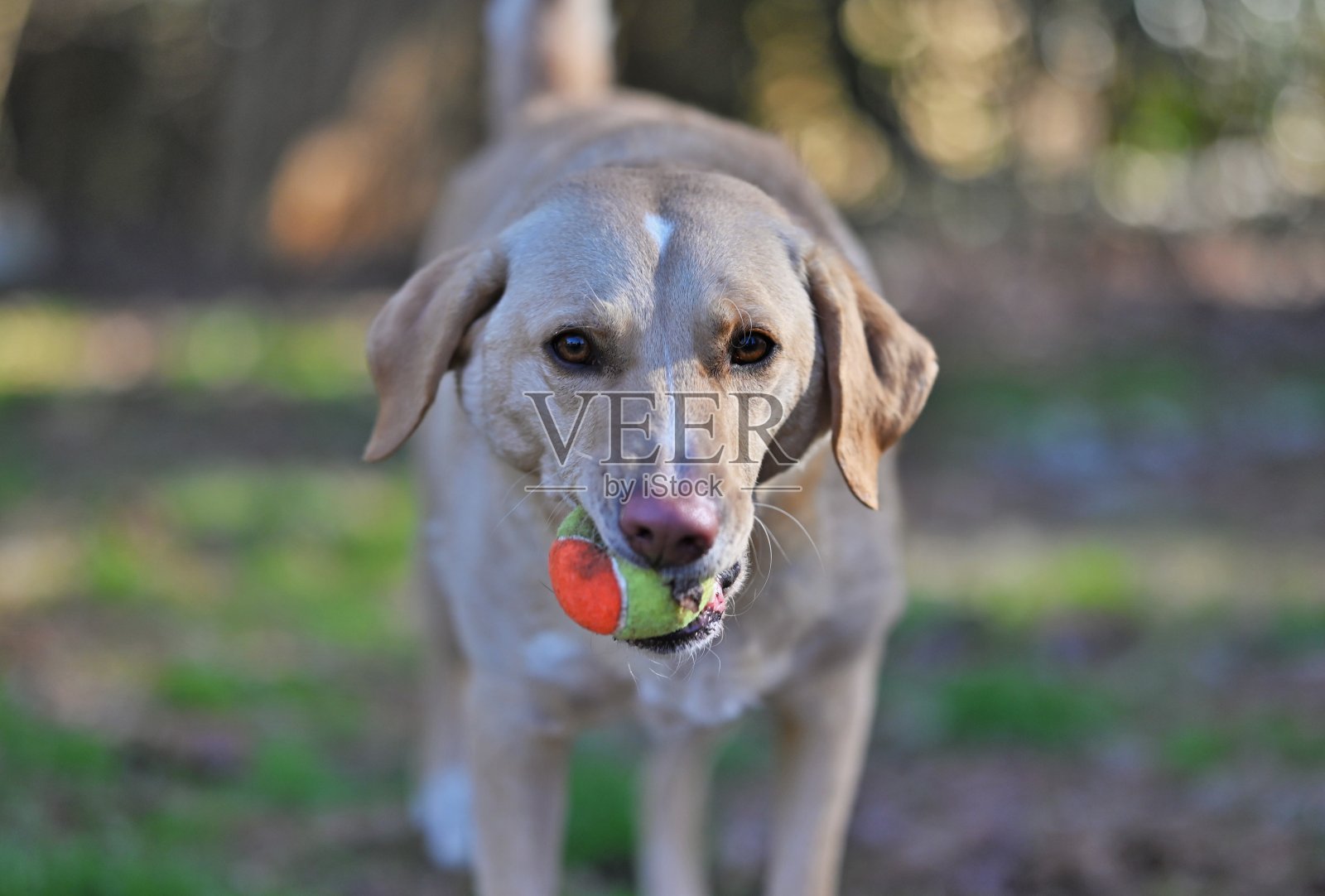 黄色的拉布拉多猎犬在外面玩球照片摄影图片