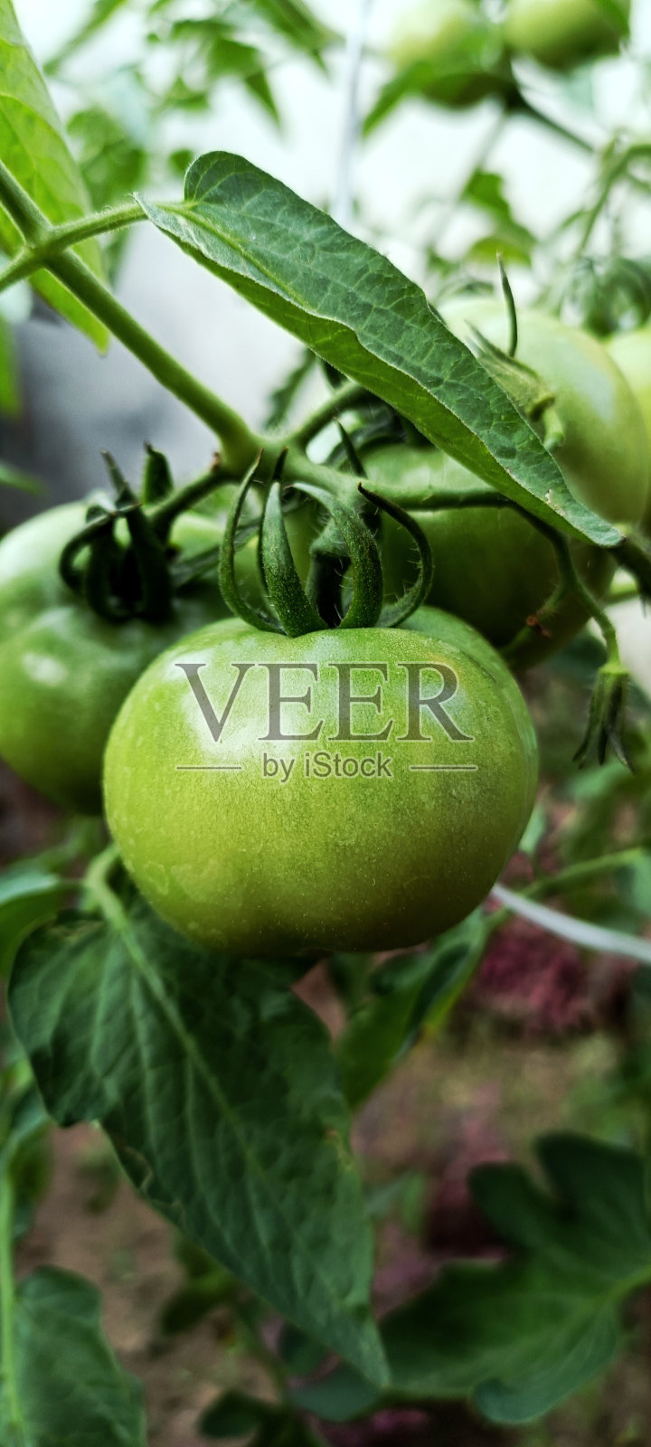 植物中的番茄照片摄影图片