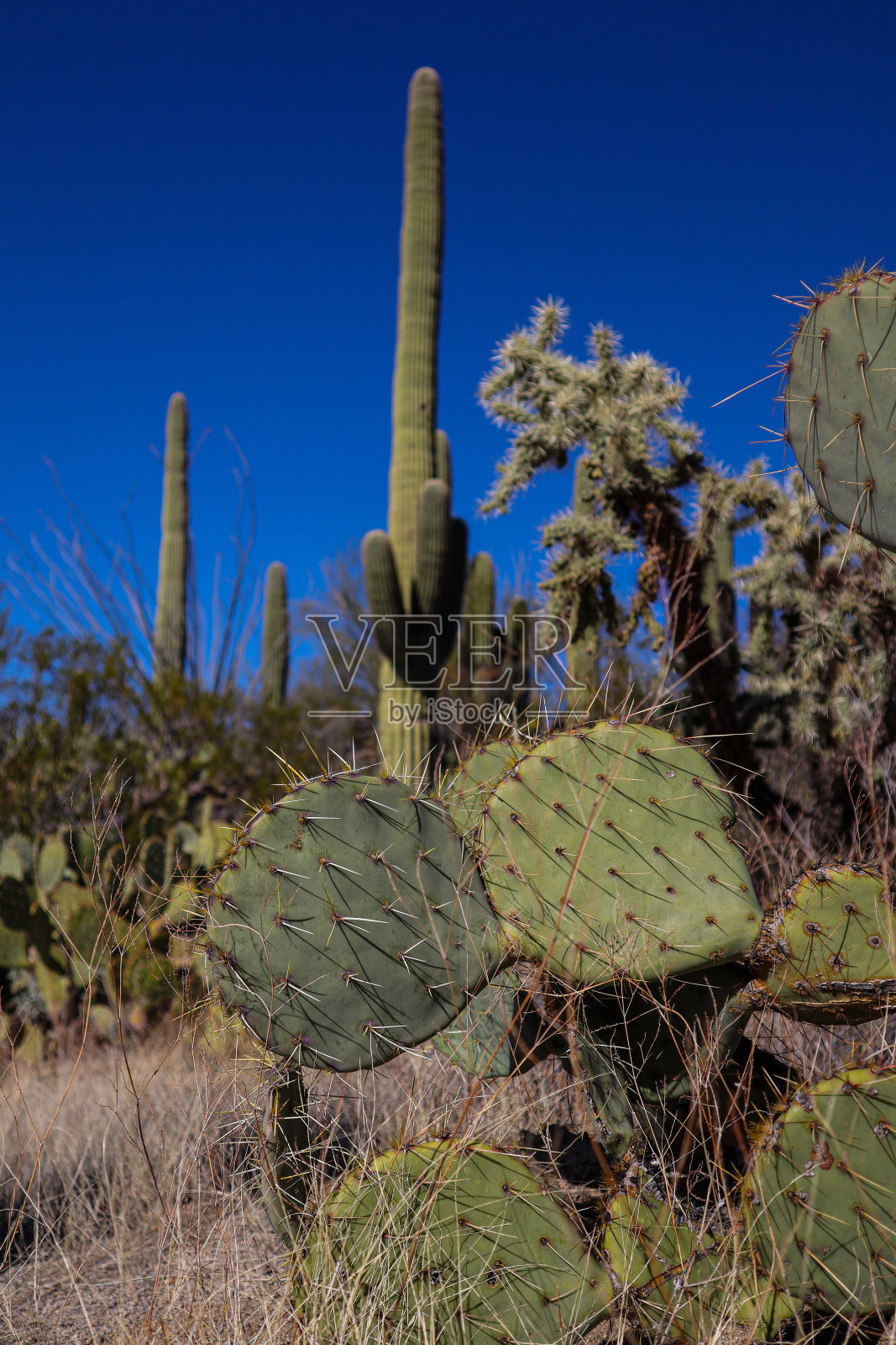 野外的一堆仙人掌照片摄影图片