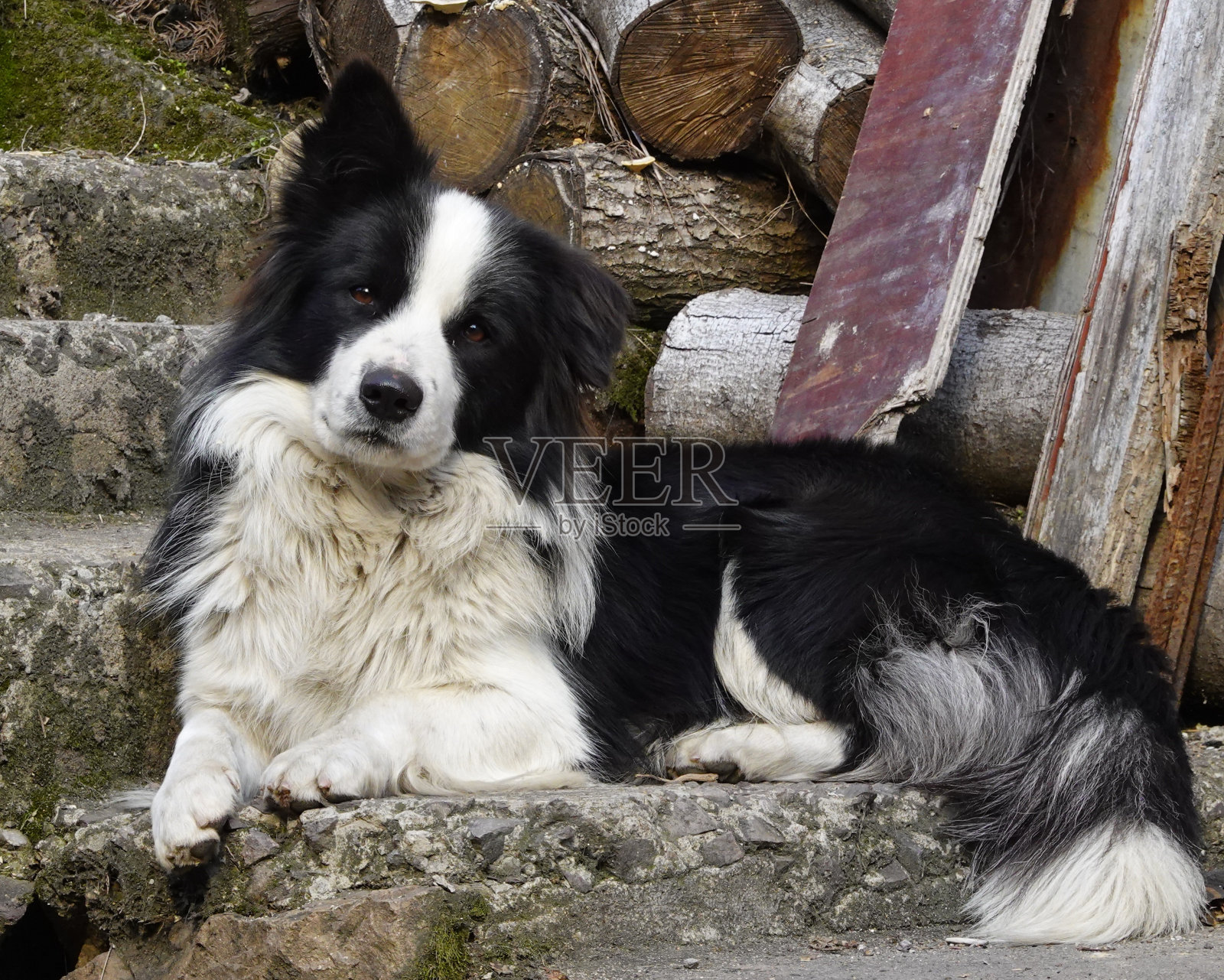狗照片摄影图片