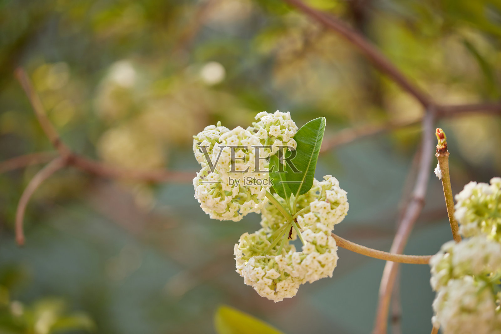 树枝上盛开的白色芝士花的特写照片摄影图片