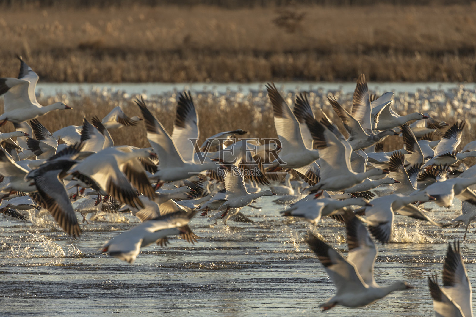 一群雪雁从沼泽的池塘里起飞照片摄影图片