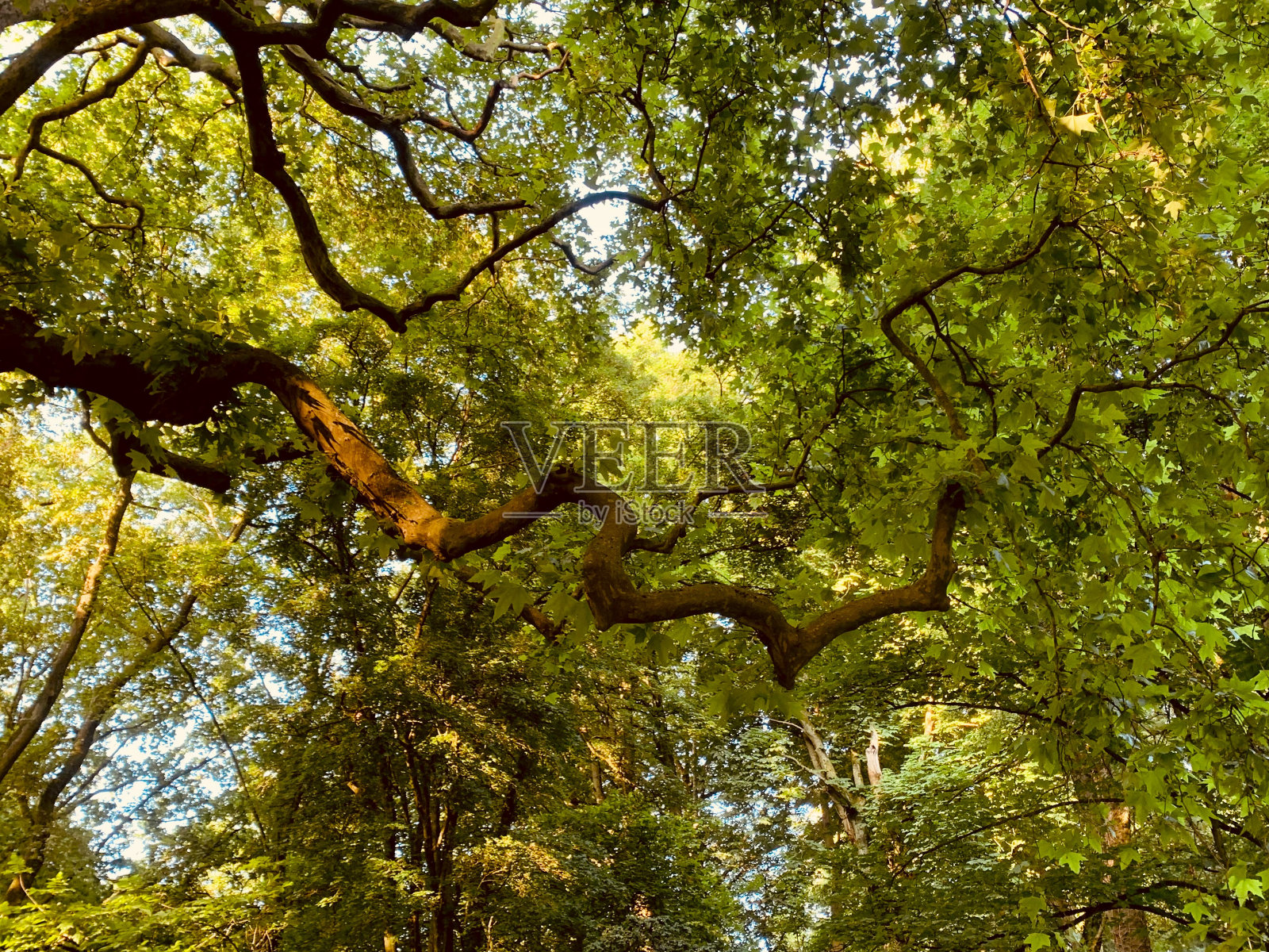 自然亚琛照片摄影图片
