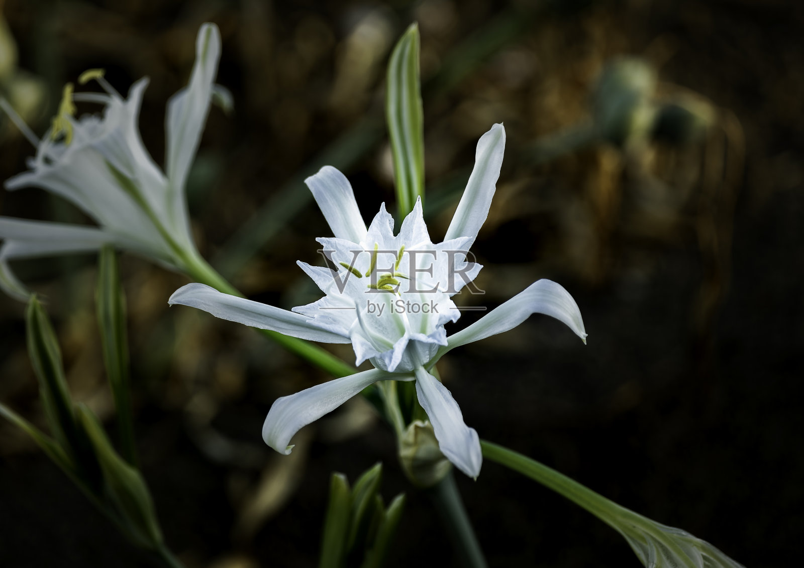 海百合白花照片摄影图片