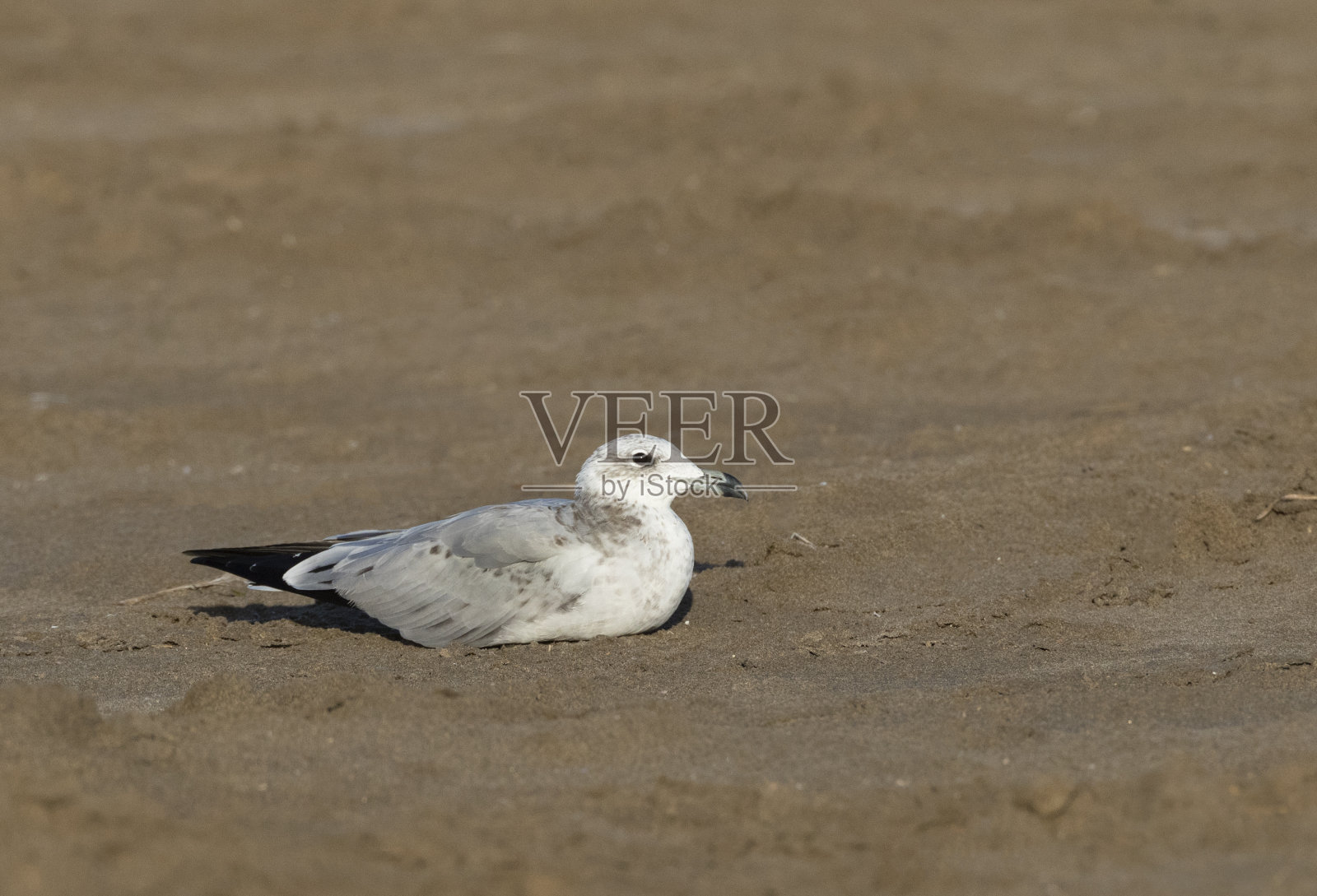 Audouin的海鸥，Ichthyaetus audouinii照片摄影图片