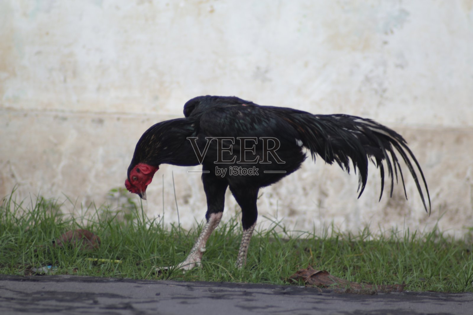 路边有一只黑色的公鸡照片摄影图片