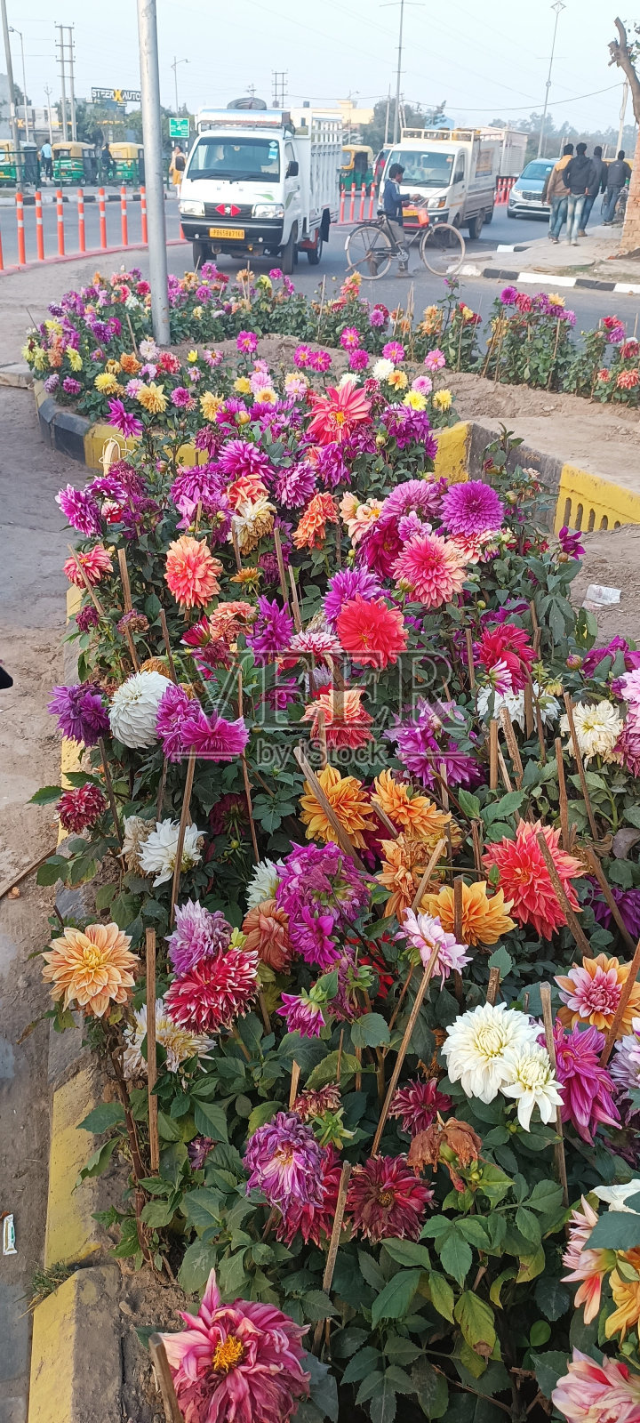 几朵五颜六色的花照片摄影图片