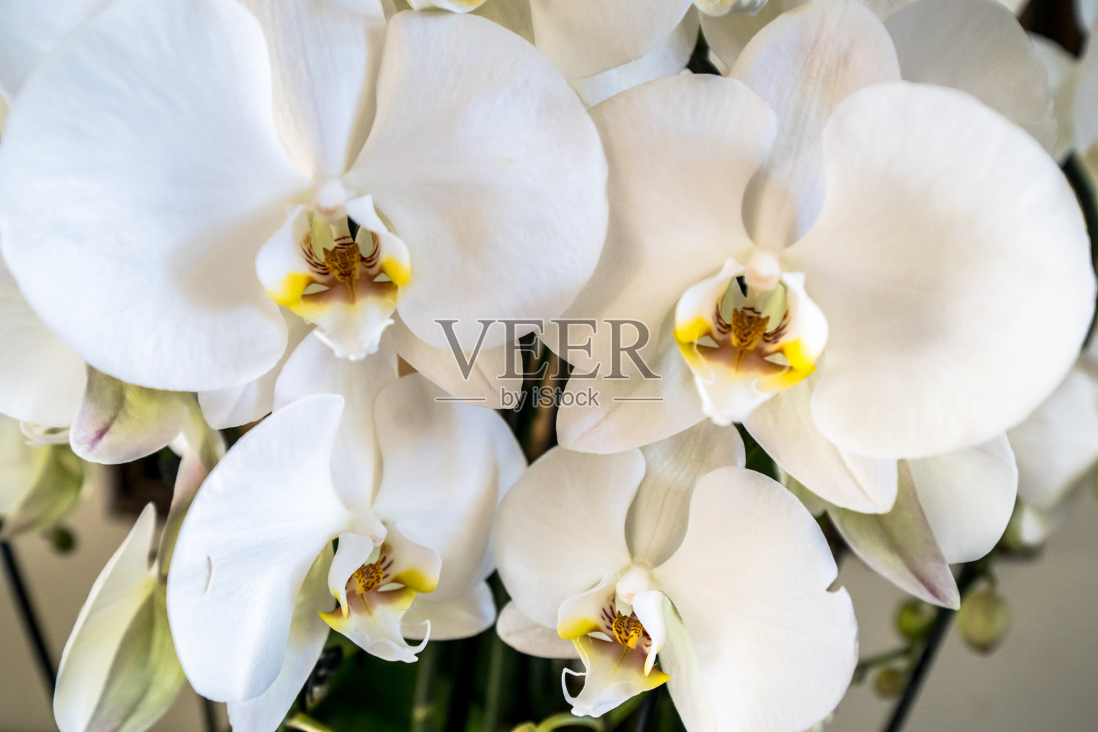 春暖花开照片摄影图片