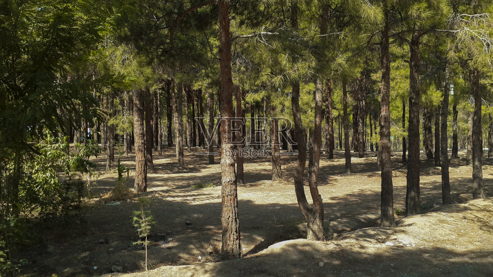 德黑兰奇特加森林公园照片摄影图片