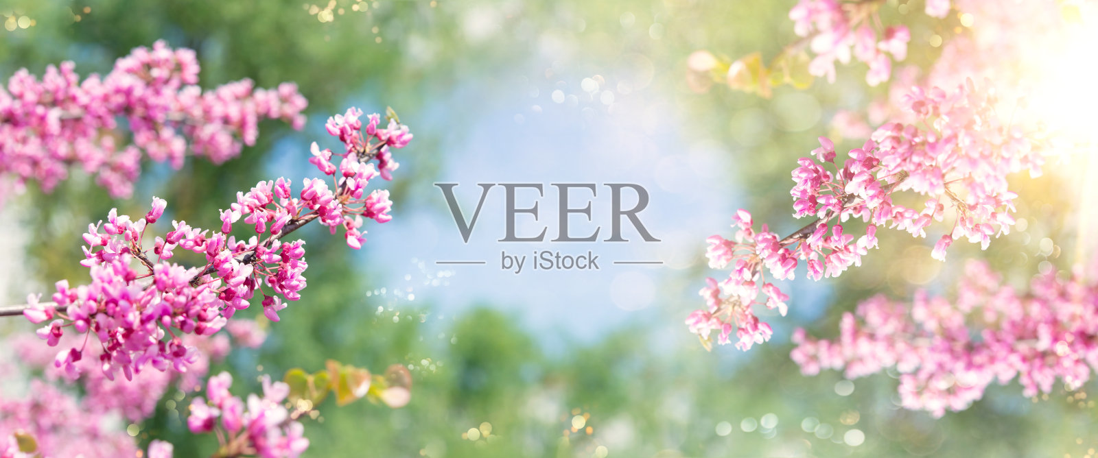 春天的树开粉红色的花。春天的边界或背景艺术与粉红色的花。美丽的自然景观，树木开花，阳光明媚。照片摄影图片