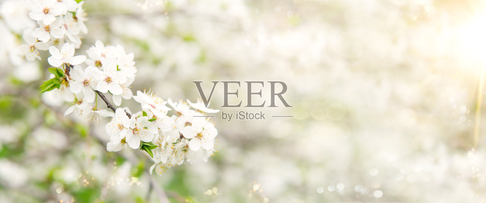 春天树开满了花。春天的边界或背景艺术与粉红色的花。美丽的自然景观，树木开花，阳光明媚。照片摄影图片