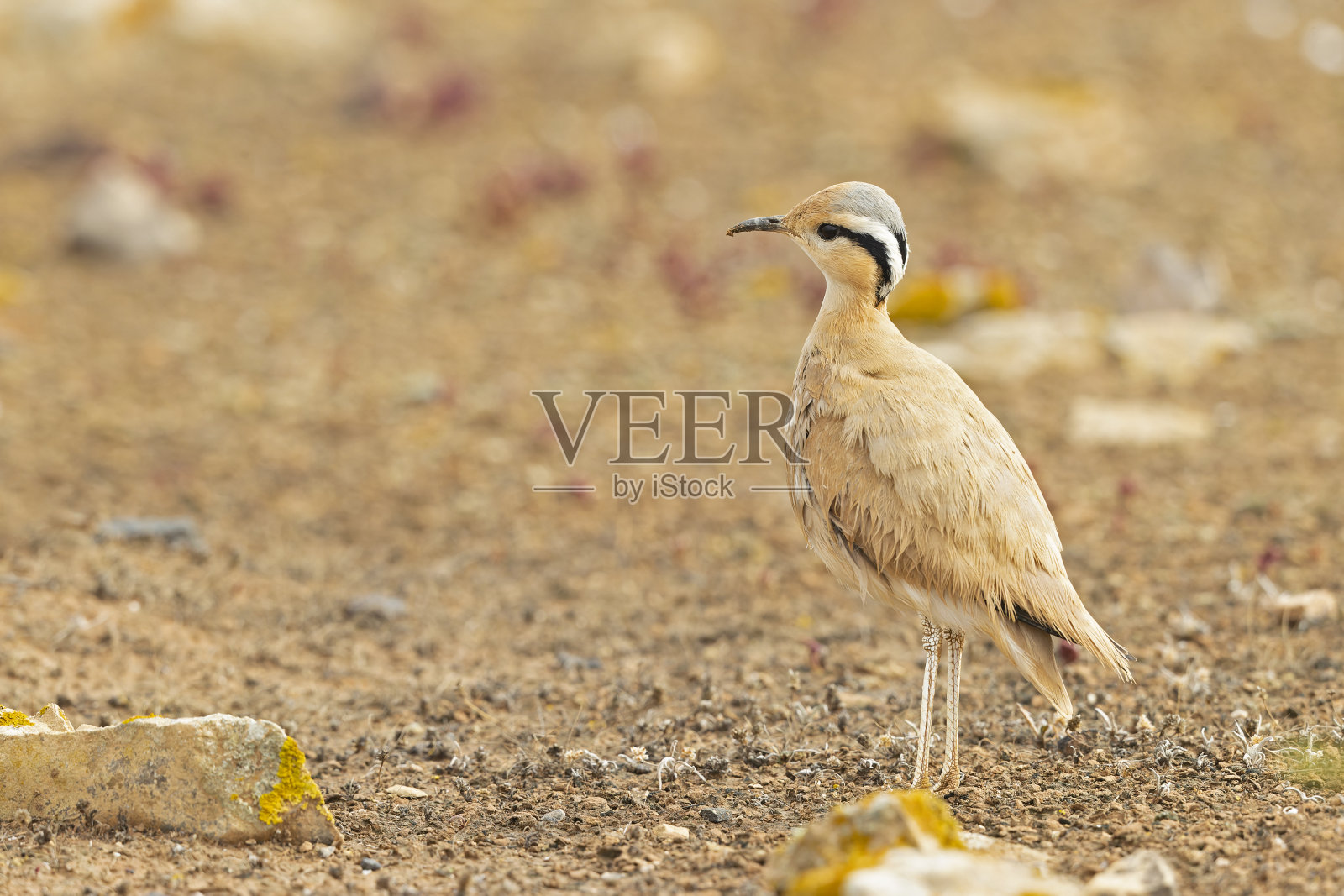 奶油色的骏马(Cursorius cursor)在西班牙富埃特文图拉干旱的土地上觅食。照片摄影图片